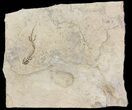 Permian Branchiosaur (Amphibian) Fossil - Germany #63574-1